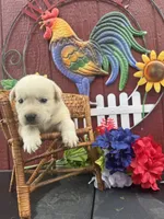 Maggie, a female Labrador Retriever for sale in Springfield, MO – 6 of 6