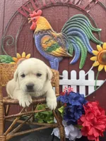 Ginnie , a female Labrador Retriever for sale in Springfield, MO – 4 of 6