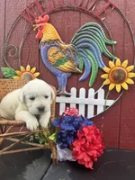 Gorge , a male Labrador Retriever for sale in Springfield, MO – 7 of 8