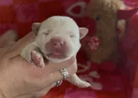 Lady, a female Labrador Retriever for sale in Springfield, MO – Photo 3 of 8