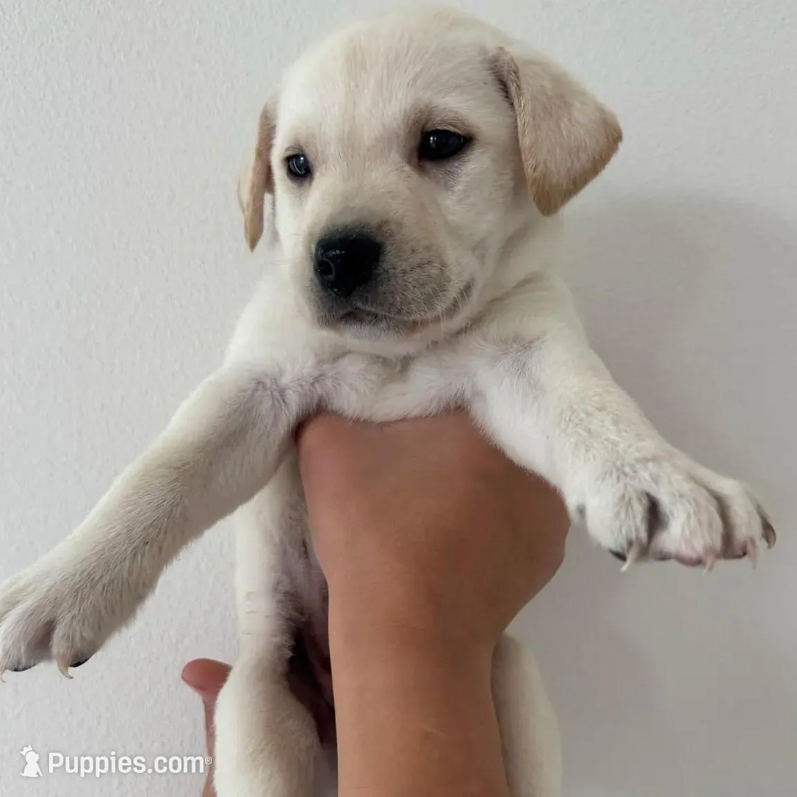Lady, a female Labrador Retriever for sale in Springfield, MO – Photo 2 of 8