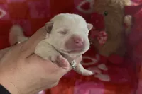 Lady, a female Labrador Retriever for sale in Springfield, MO – Photo 4 of 8