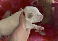 Lady, a female Labrador Retriever for sale in Springfield, MO – Photo 6 of 8