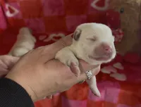 Lady, a female Labrador Retriever for sale in Springfield, MO – Photo 8 of 8