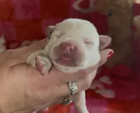 Lady, a female Labrador Retriever for sale in Springfield, MO – Photo 5 of 8