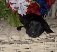 Jackson, a male Labrador Retriever for sale in Springfield, MO – 3 of 4