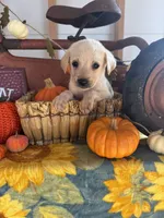 Titus, a male Labrador Retriever for sale in Springfield, MO – 7 of 9