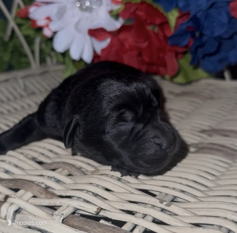 Sheriff  – Labrador Retriever puppy for sale in Springfield, MO