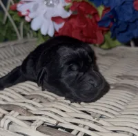 Sheriff , a male Labrador Retriever for sale in Springfield, MO – 1 of 4