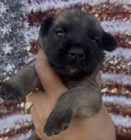 Wilma, a female Chow Chow and Labrador Retriever for sale in Springfield, MO – 6 of 10