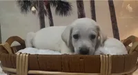 Buddy, a male Labrador Retriever for sale in Springfield, MO – 5 of 6