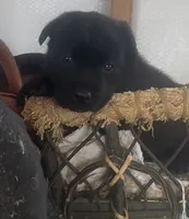 Sally, a female Labrador Retriever for sale in Springfield, MO – 5 of 9