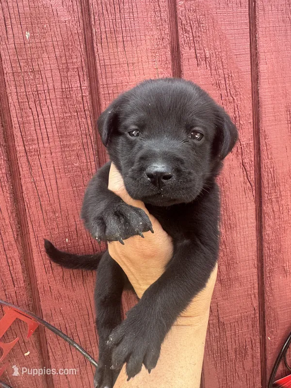Rusty – Labrador Retriever puppy for sale in Springfield, MO