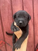 Rusty, a male Labrador Retriever for sale in Springfield, MO – 4 of 10