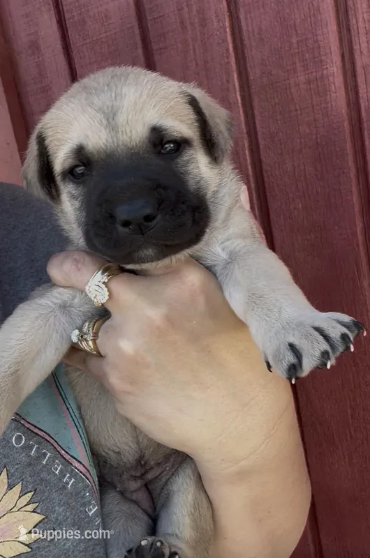 Star – Labrador Retriever, Mastador puppy for sale in Springfield, MO