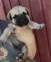 Star, a female Labrador Retriever and Mastador for sale in Springfield, MO – Photo 2 of 2