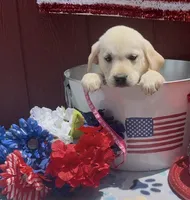 Maggie, a female Labrador Retriever for sale in Springfield, MO – 10 of 10