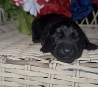 Paul, a male Labrador Retriever for sale in Springfield, MO – 3 of 4