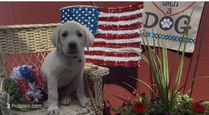 Benny – Labrador Retriever puppy for sale in Springfield, MO