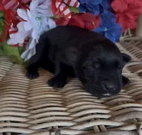 Rusty, a male Labrador Retriever for sale in Springfield, MO – 3 of 5