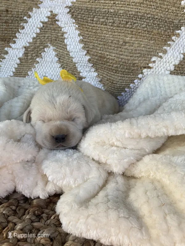 Titus – Labrador Retriever puppy for sale in Springfield, MO