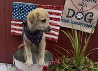 Nash, a male Labrador Retriever and English Mastiff for sale in Springfield, MO – 3 of 3