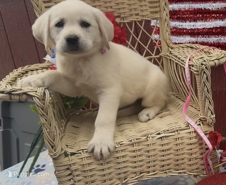 Maggie – Labrador Retriever puppy for sale in Springfield, MO
