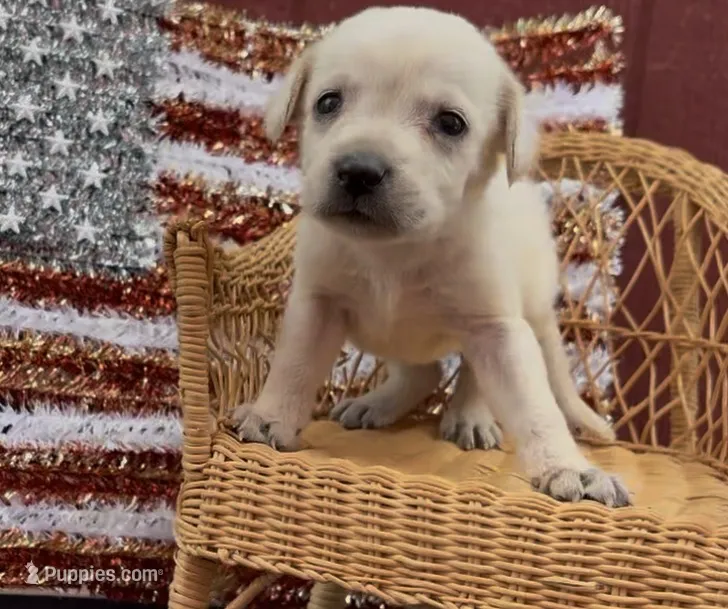 Autumn – Chow Chow, Labrador Retriever puppy for sale in Springfield, MO