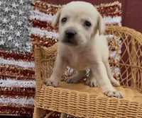 Autumn, a female Chow Chow and Labrador Retriever for sale in Springfield, MO – 1 of 3