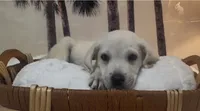  Nutmeg , a male Labrador Retriever for sale in Springfield, MO – 2 of 3