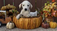 Sunny , a female Labrador Retriever for sale in Springfield, MO – 1 of 8