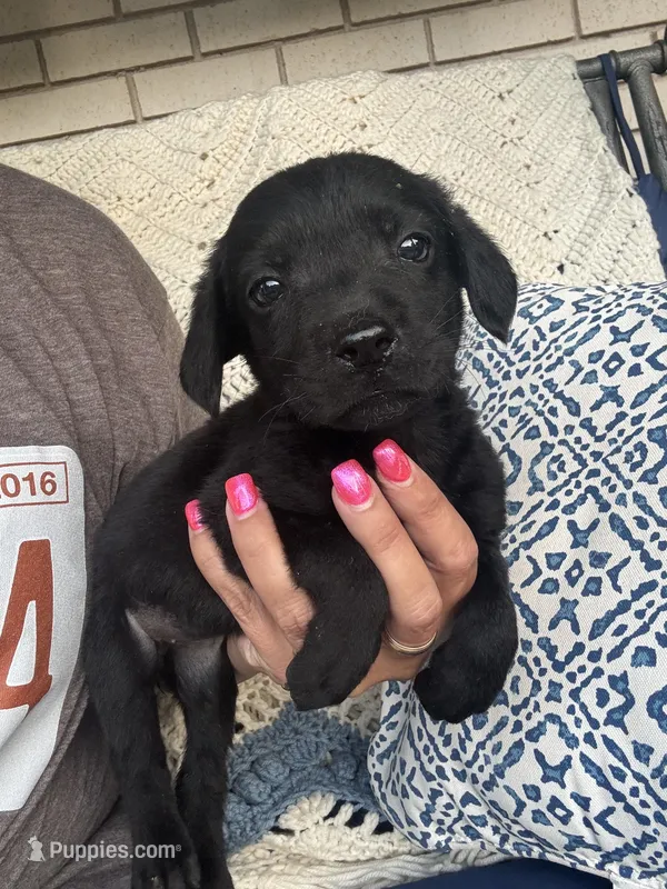 Millie – Labrador Retriever puppy for sale in Springfield, MO