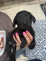 Millie, a female Chow Chow and Labrador Retriever for sale in Springfield, MO – 1 of 10