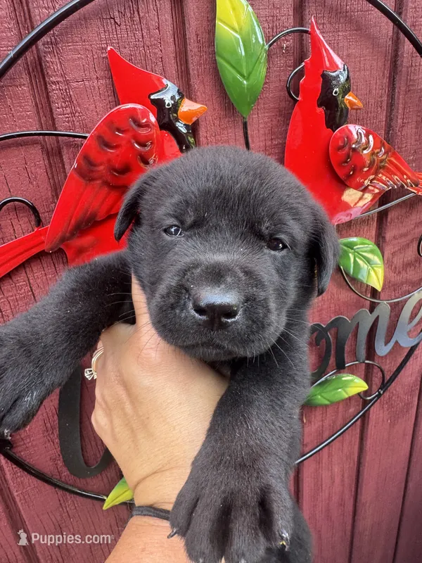Jackson – Labrador Retriever puppy for sale in Springfield, MO