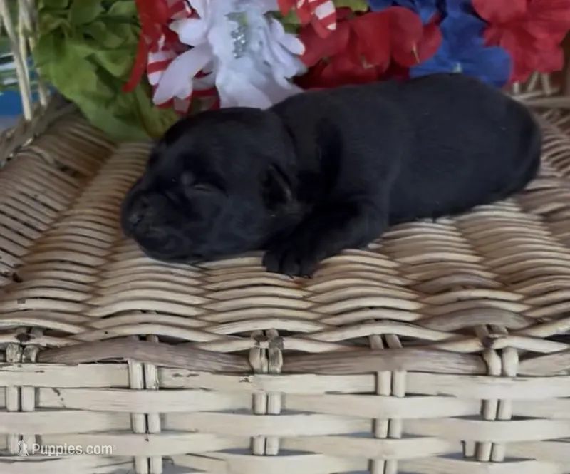 Millie – Labrador Retriever puppy for sale in Springfield, MO