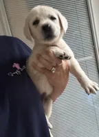 Benny, a male Labrador Retriever for sale in Springfield, MO – 3 of 3