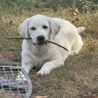 DJ, a male Labrador Retriever for sale in Springfield, MO – Photo 1 of 5