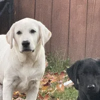 DJ, a male Labrador Retriever for sale in Springfield, MO – Photo 4 of 5
