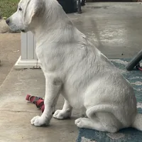 DJ, a male Labrador Retriever for sale in Springfield, MO – Photo 3 of 5