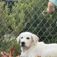 DJ, a male Labrador Retriever for sale in Springfield, MO – Photo 2 of 5
