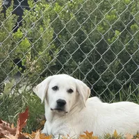 DJ, a male Labrador Retriever for sale in Springfield, MO – Photo 5 of 5