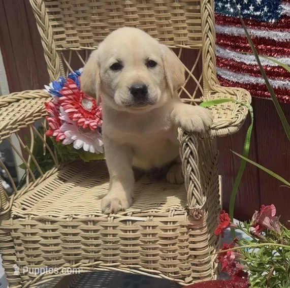 Frankie  – Labrador Retriever puppy for sale in Springfield, MO