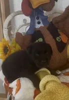 Sally, a female Labrador Retriever for sale in Springfield, MO – 7 of 9