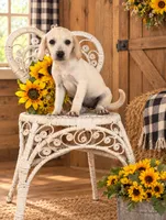 Ginger, a female Labrador Retriever for sale in Springfield, MO – 1 of 9