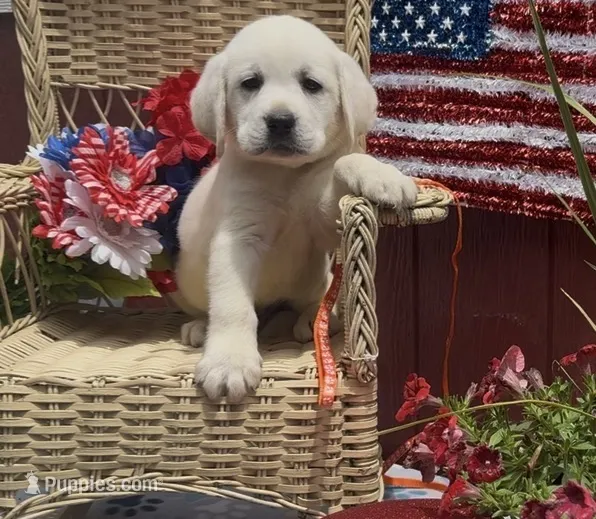 Bud – Labrador Retriever puppy for sale in Springfield, MO