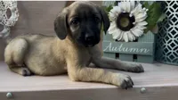 Wilma, a female Labrador Retriever and English Mastiff for sale in Springfield, MO – 9 of 10