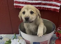 Nash, a male Labrador Retriever and English Mastiff for sale in Springfield, MO – 2 of 3