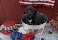 Greta , a female Labrador Retriever and English Mastiff for sale in Springfield, MO – 3 of 10