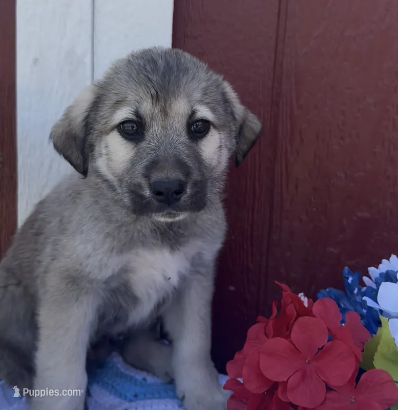Ralph – Labrador Retriever, English Mastiff puppy for sale in Springfield, MO