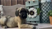 Wilma, a female Labrador Retriever and English Mastiff for sale in Springfield, MO – 10 of 10